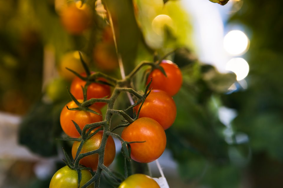 Green Royal Farm House | 309 Beech St, Clinton, ON N0M 1L0, Canada | Phone: (581) 530-1704