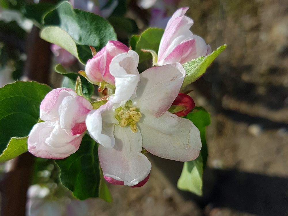Sunrise Orchards Inc. | 9188 Townsend Line, Arkona, ON N0M 1B0, Canada | Phone: (519) 828-3466