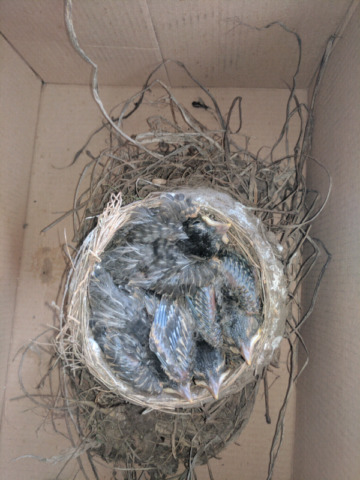 Inline Wildlife Removal | 350 Woodbridge Ave Unit 7, Woodbridge, ON L4L 3K8, Canada | Phone: (905) 766-9010