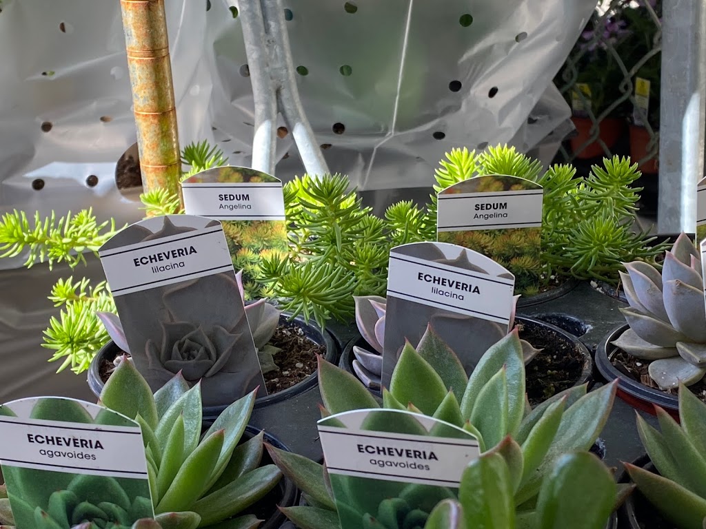 Everything Store & Garden Center | 923 Pape Ave, East York, ON M4K 3V3, Canada | Phone: (416) 465-3132