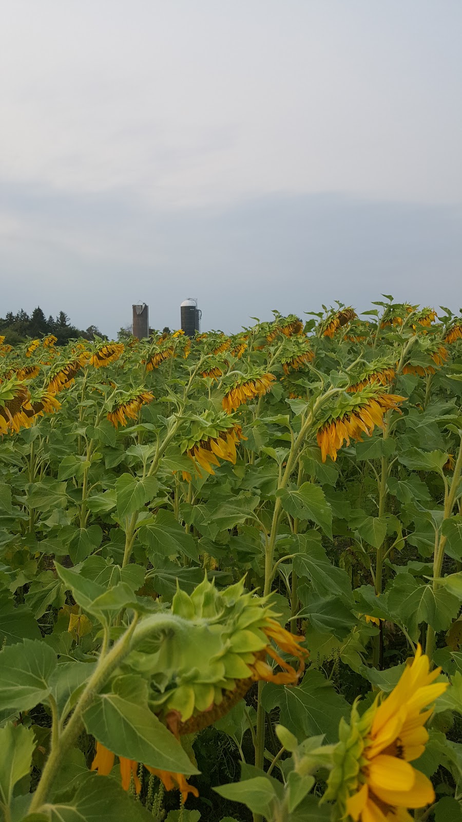 Bill & Gerry Kydds Farm Market | 3573 Saunders Settlement Rd, Sanborn, NY 14132, USA | Phone: (716) 731-5003