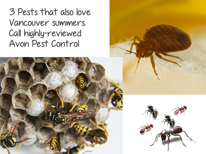 Avon Pest Control Vancouver | 650 Princess Ave, Vancouver, BC V6A 3E1, Canada | Phone: (604) 805-0278