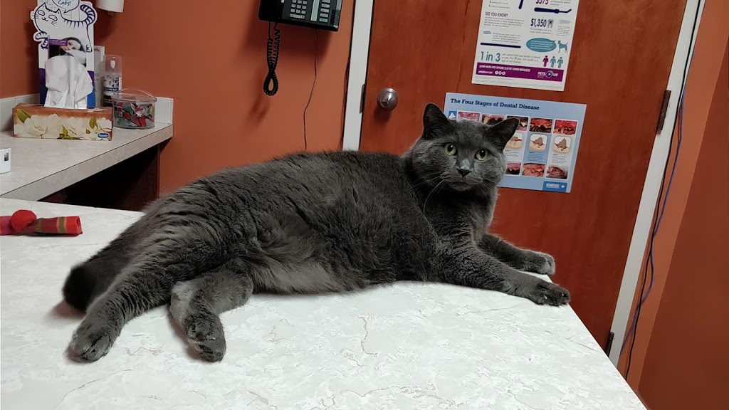 King Hopkins Pet Hospital | 120 Hopkins St, Whitby, ON L1N 2B7, Canada | Phone: (905) 665-6369