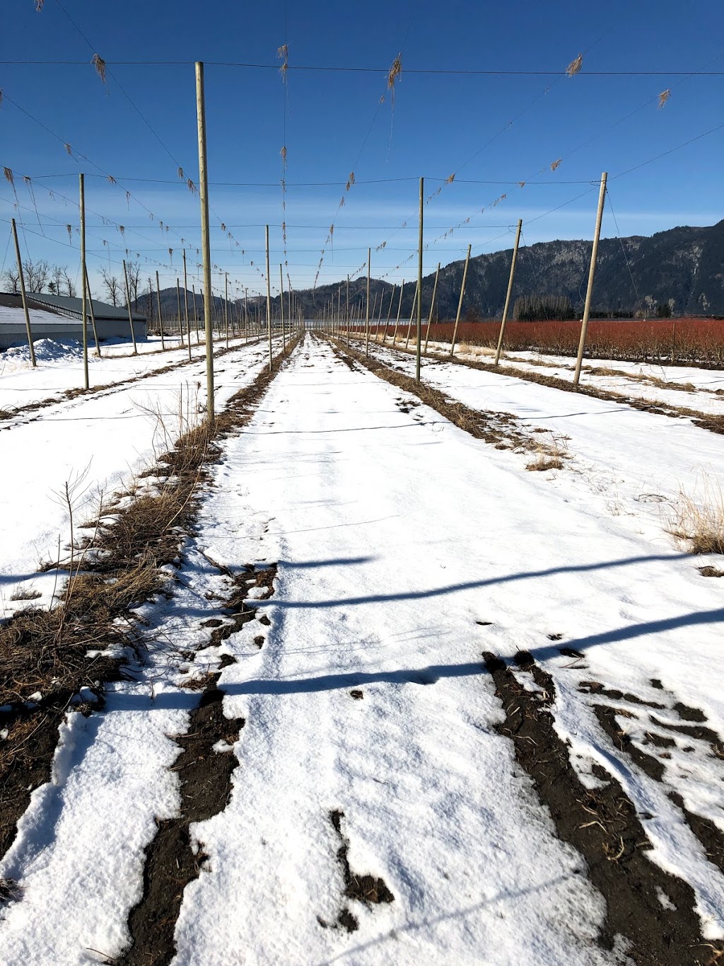 Bredenhof Hop Farms | 4109 Boundary Rd, Abbotsford, BC V3G 2N3, Canada | Phone: (604) 302-4954