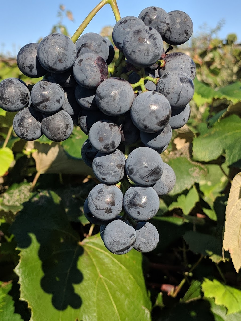 Stonehill Orchard | 2356 Shirley Rd, North Collins, NY 14111, USA | Phone: (716) 337-2380