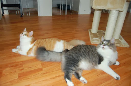 Country Cats Only Hotel | 277 Cockshutt Rd, Brantford, ON N3T 5L6, Canada | Phone: (226) 387-2417