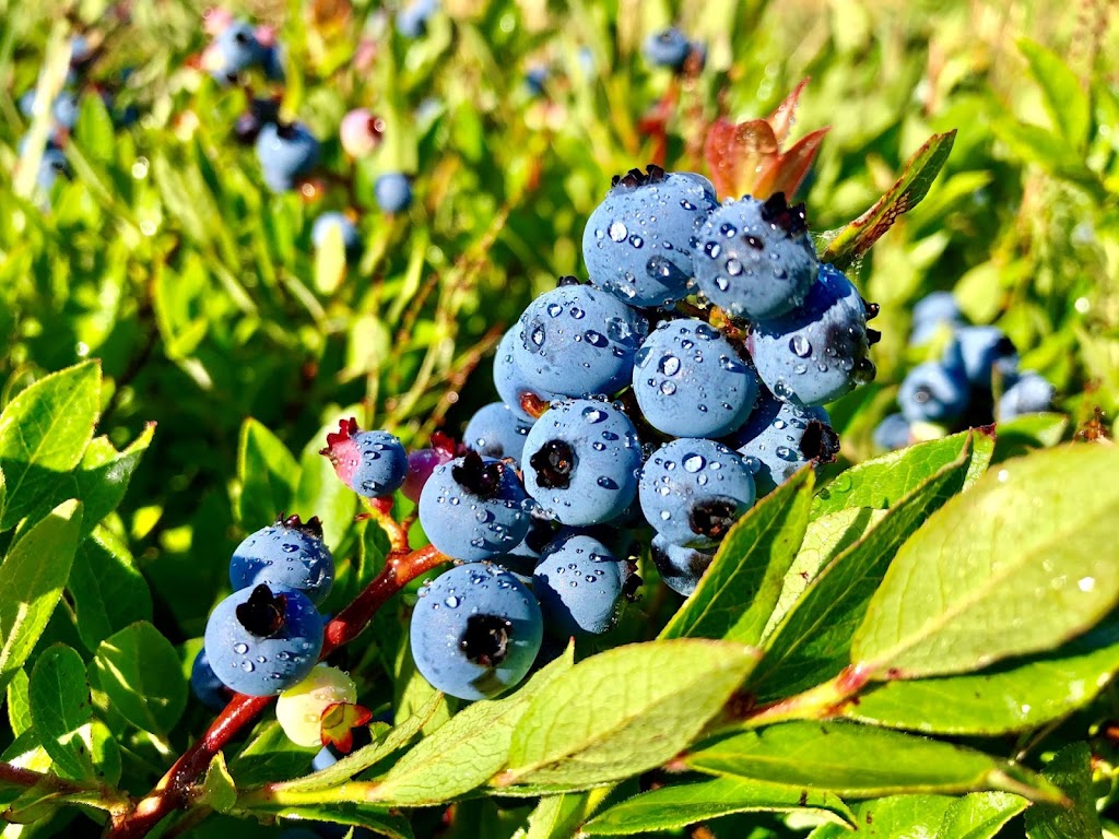 BeeCee Farm Wild Blueberries | 1243 New France Rd, Afton Station, NS B0H 1A0, Canada | Phone: (902) 318-9934