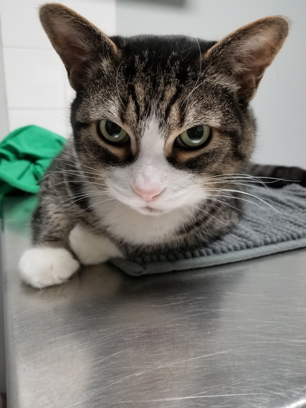 Bytown Cat Hospital | 422 McArthur Av, Ottawa, ON K1K 1G6, Canada | Phone: (613) 741-2460