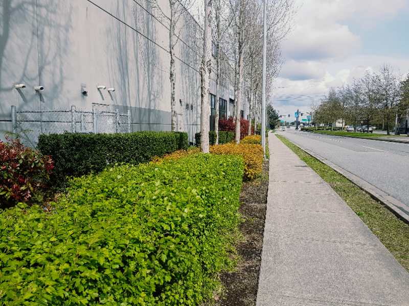 The Golden Shovel Landscape Ltd. | 1422 Duchess St, Coquitlam, BC V3E 3R4, Canada | Phone: (778) 863-5258