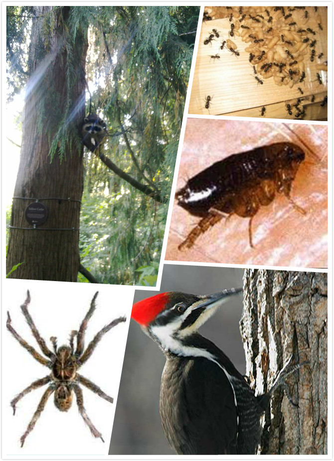 AA Happy Pest control service Ltd. | 14177 85b Ave, Surrey, BC V3W 0S3, Canada | Phone: (778) 855-6856