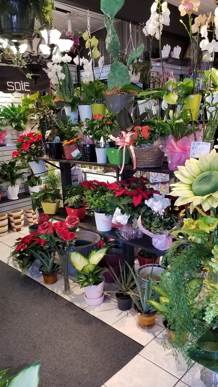 Fleuriste Coin St-Pierre - Fleuriste Coin Vert | 4 Avenue Saint-Pierre, Lachine, QC H8R 1N7, Canada | Phone: (514) 366-0004