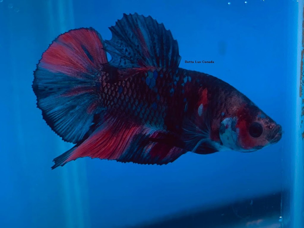 Betta Lux Canada | 536 Third St Unit 12, London, ON N5V 4R5, Canada | Phone: (226) 700-0224