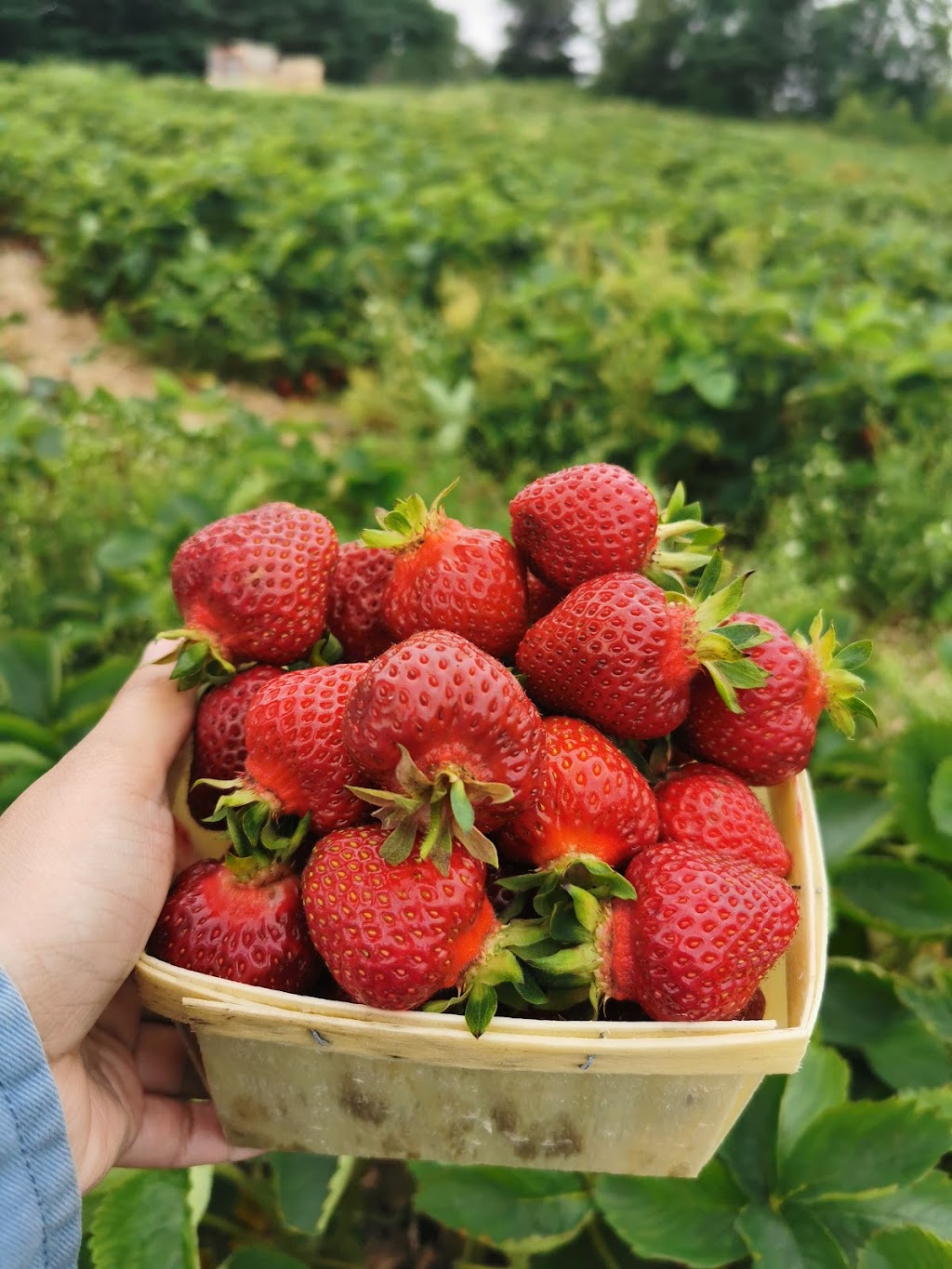 Coffins Berry Farm | 2255 PE-214, Mount Stewart, PE C0A 1T0, Canada | Phone: (902) 676-2975