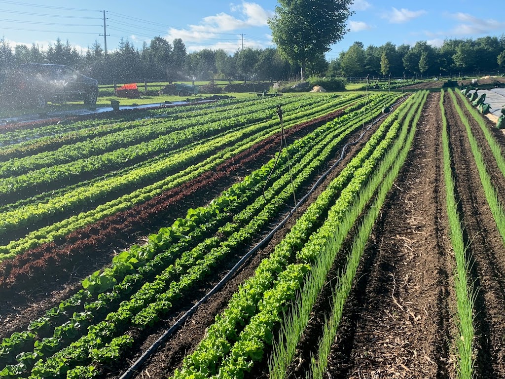 Black Ash Gardens | 795651, Grey County Rd 19, Collingwood, ON L9Y 3Y9, Canada | Phone: (416) 624-7789