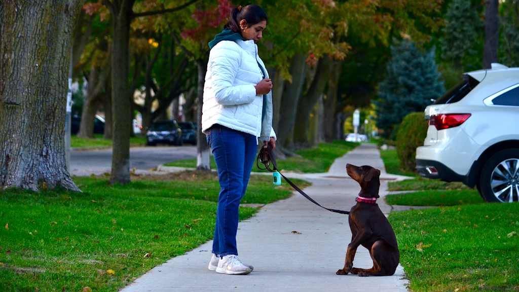 Wagabond Dog Training | 76 Bradbury Rd, Stoney Creek, ON L8J 0E4, Canada | Phone: (437) 778-9127