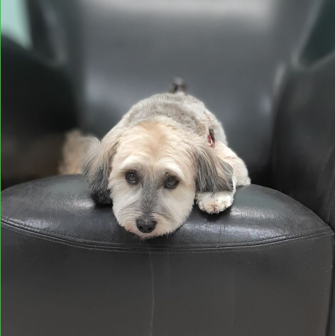 Bark And Purr Pet Grooming | 310 Wharncliffe Rd S, London, ON N6J 2L7, Canada | Phone: (519) 601-4777