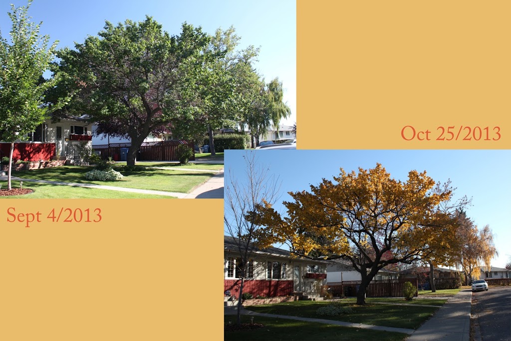 Precise Pruning Ltd | 30 East Lake Hill NE, Airdrie, AB T4A 2K2, Canada | Phone: (403) 948-6174