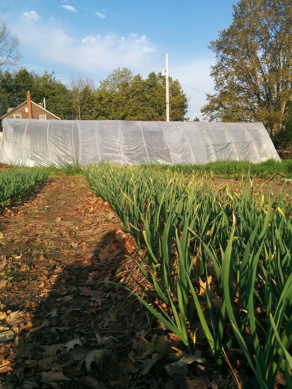 Cedar Grove Organic Farm | 625 Shamrock Rd, Omemee, ON K0L 2W0, Canada | Phone: (705) 799-1728