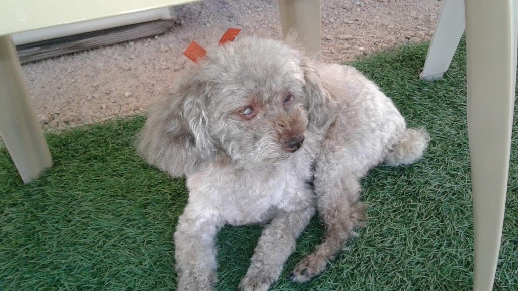 South Valley Veterinary Hospital | 10412 BC-97, Osoyoos, BC V0H 1V2, Canada | Phone: (250) 495-6760