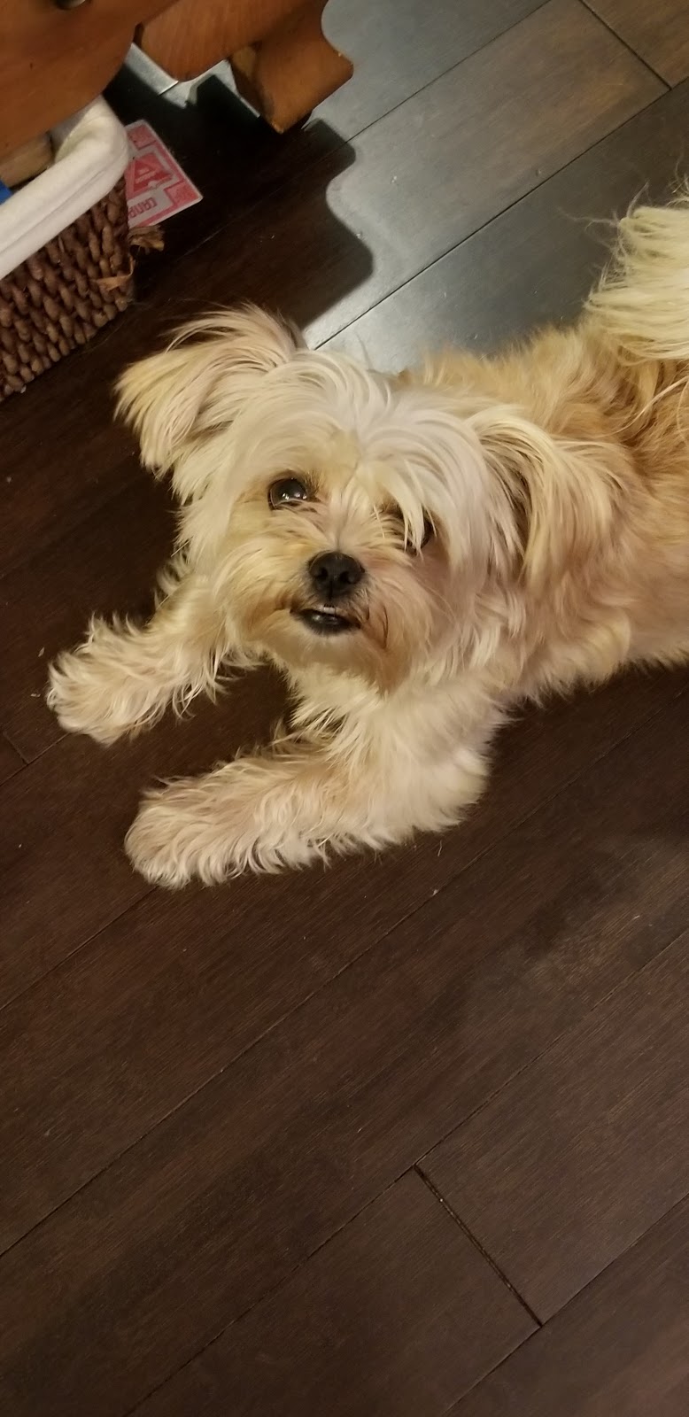 Pet Valu | 360 Caradoc St S, Strathroy, ON N7G 2P6, Canada | Phone: (519) 246-1021