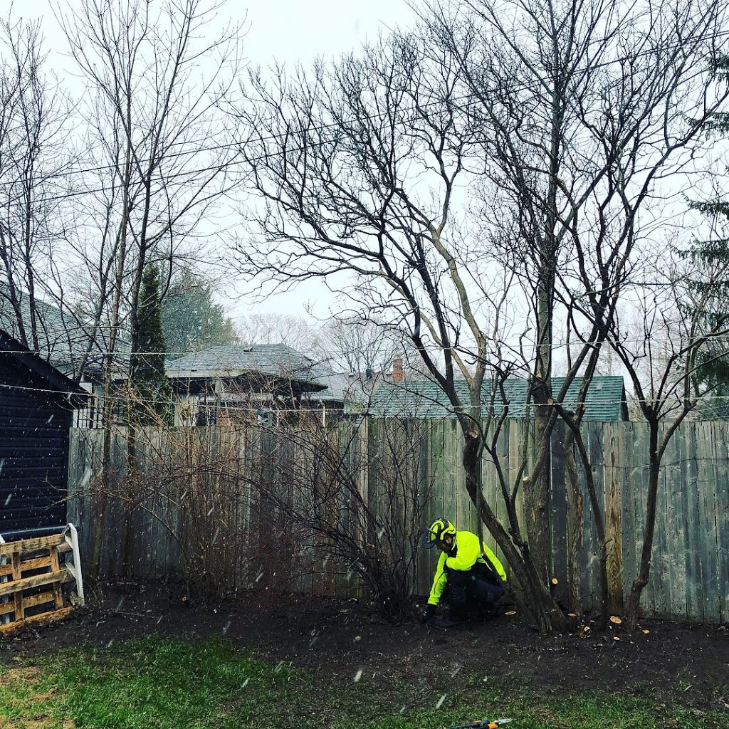 Northshore Tree Experts | 15 Oakley Park Square, Barrie, ON L4M 2J9, Canada | Phone: (705) 315-0210