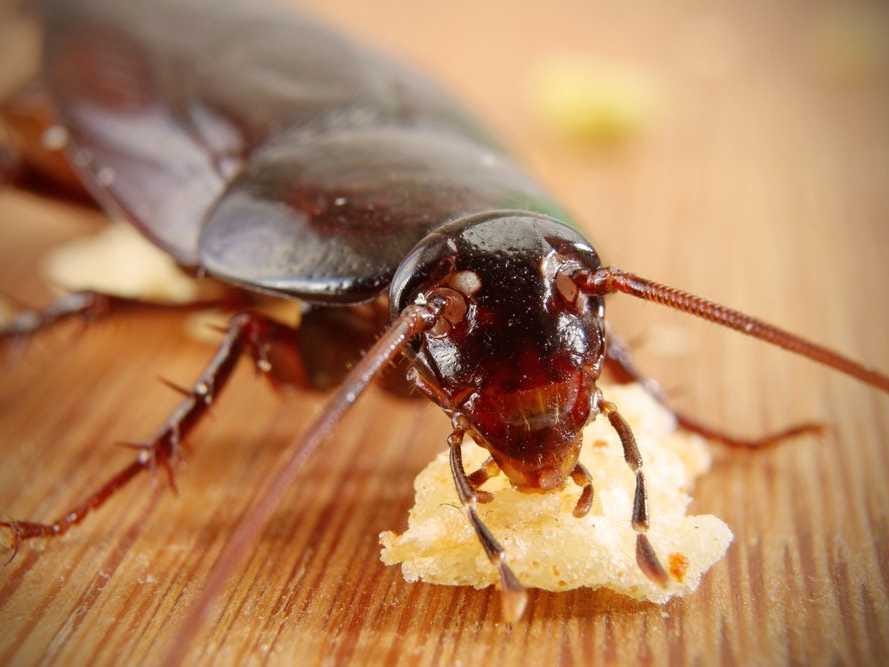 Pest control Abbotsford | Activebc Pest Exterminators Ants ,Bed  | 36397 Samtree Pl, Abbotsford, BC V2G 2M5, Canada | Phone: (778) 695-7777