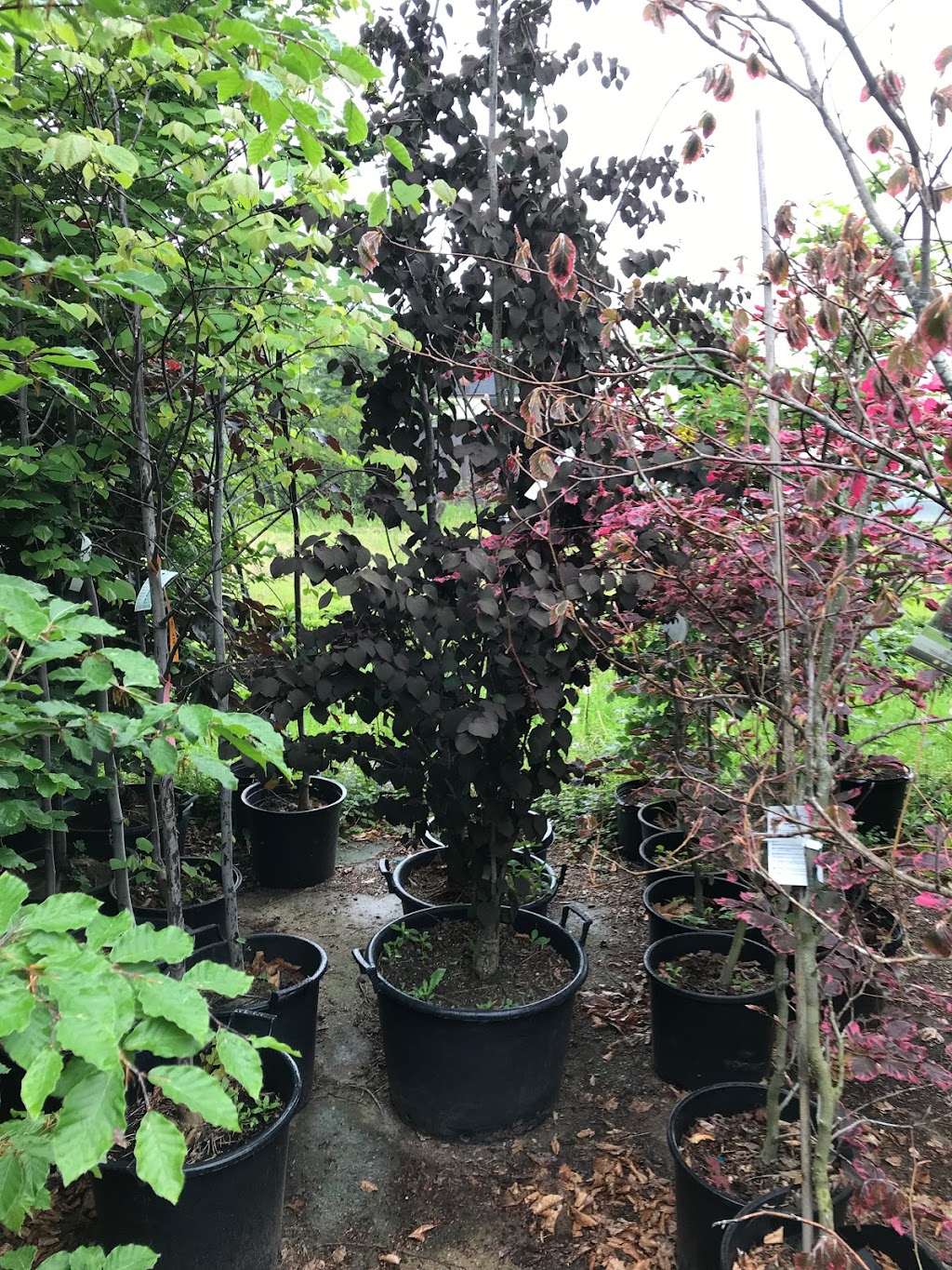 Emily Cooper Gardening | 1972 King St, St. Catharines, ON L2R 6P7, Canada | Phone: (905) 685-6896