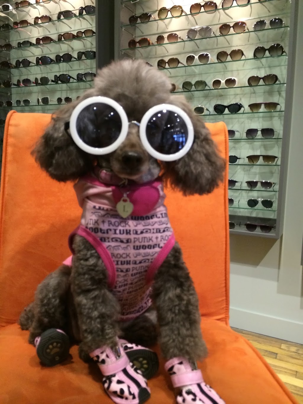 Kitsilano Animal Clinic | 2645 W 4th Ave, Vancouver, BC V6K 1P8, Canada | Phone: (604) 736-8648