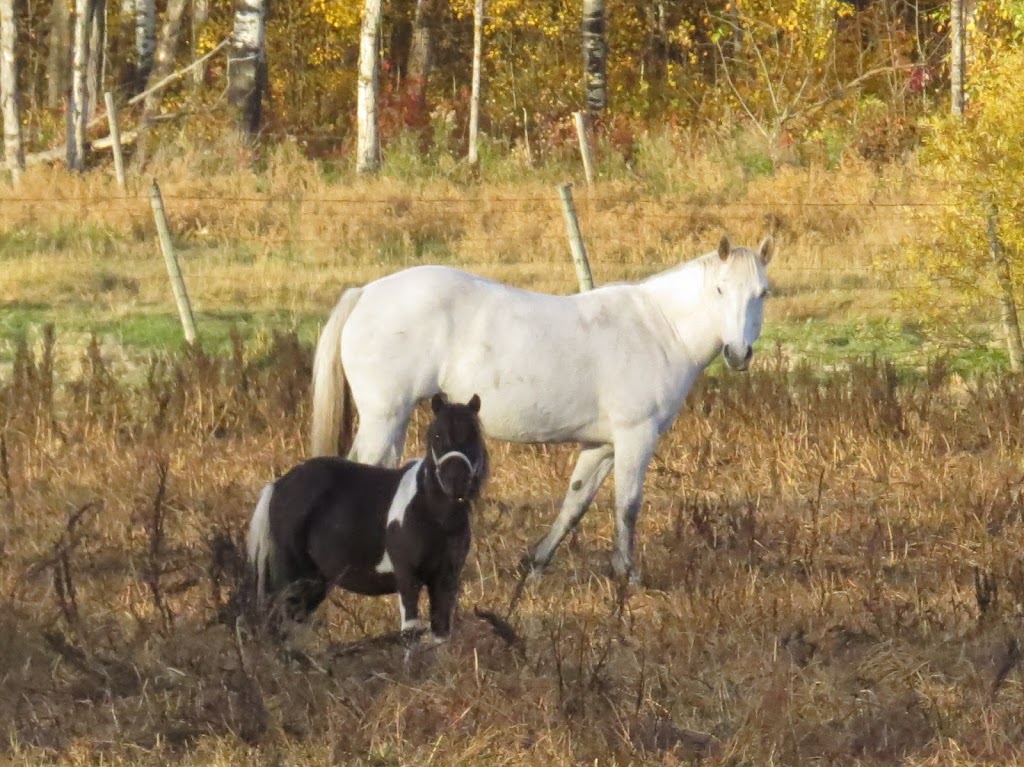 New Horizon Ranch | 52073 Range Rd 214, Sherwood Park, AB T8E 1A1, Canada | Phone: (780) 977-1376