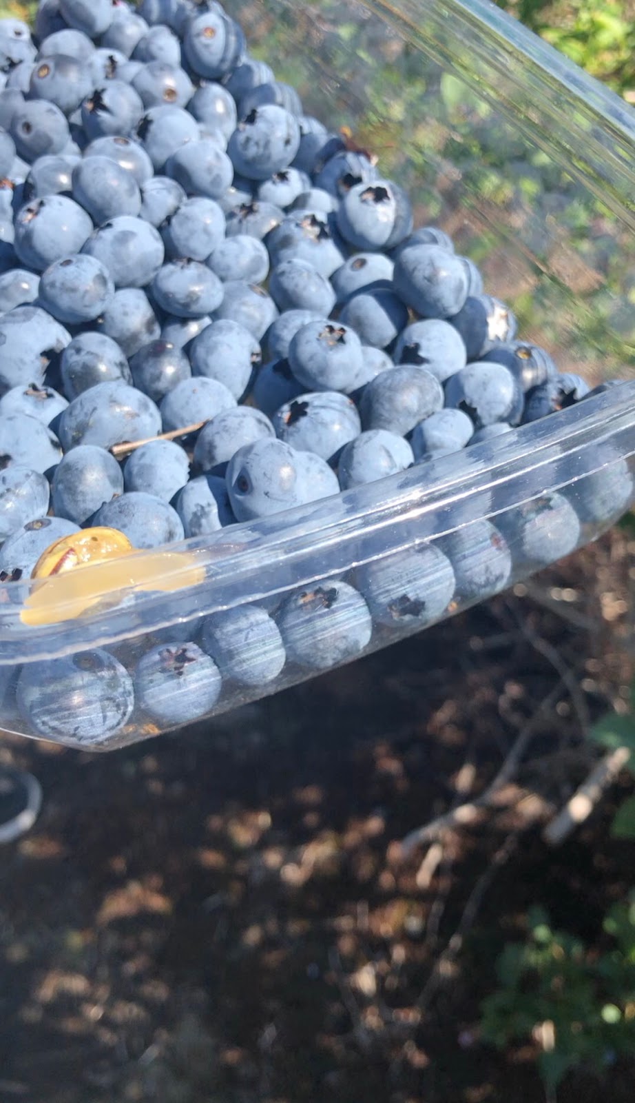 Khaira blueberry farm | point of interest | 12460 Blundell Rd, Richmond, BC V6W 1B3, Canada | 6047640454 OR +1 604-764-0454