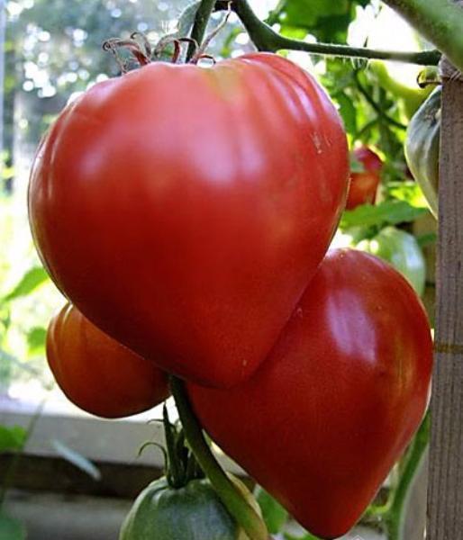 Vishenkas Heirloom Vegetables Inc. | Unnamed Road, De Winton, AB T0L 0X0, Canada | Phone: (403) 850-2077