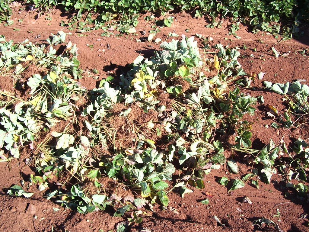 G W Allen Nursery Ltd | 7295 NS-221, Centreville, NS B0P 1J0, Canada | Phone: (902) 678-7519