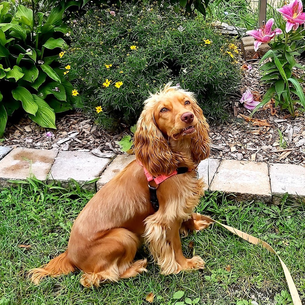 Dog Grrrl Canada | 70 Roc Rd, Tiny, ON L0L 2J0, Canada | Phone: (705) 302-8033