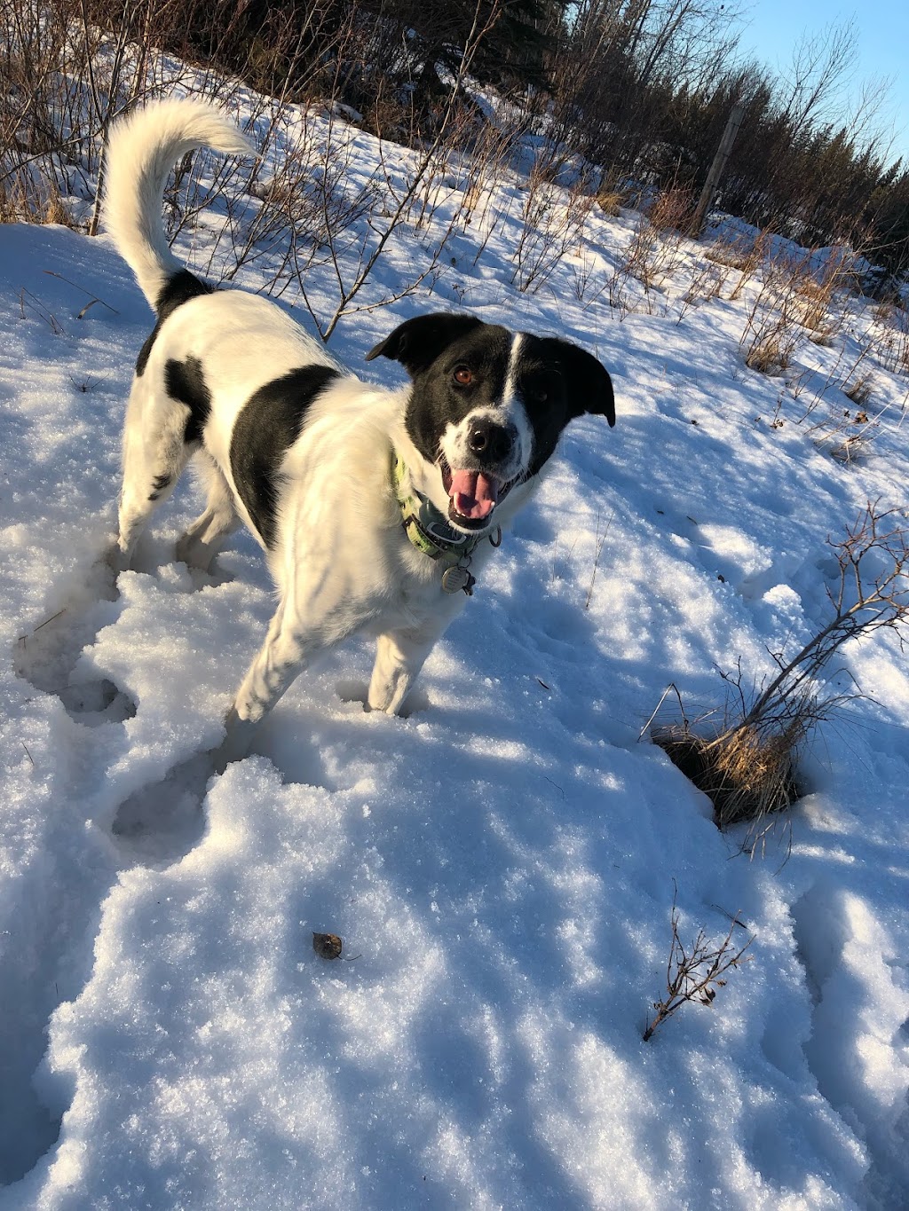 Spiritwood Veterinary Service | 204 5 St W, Spiritwood, SK S0J 2M0, Canada | Phone: (306) 883-2370