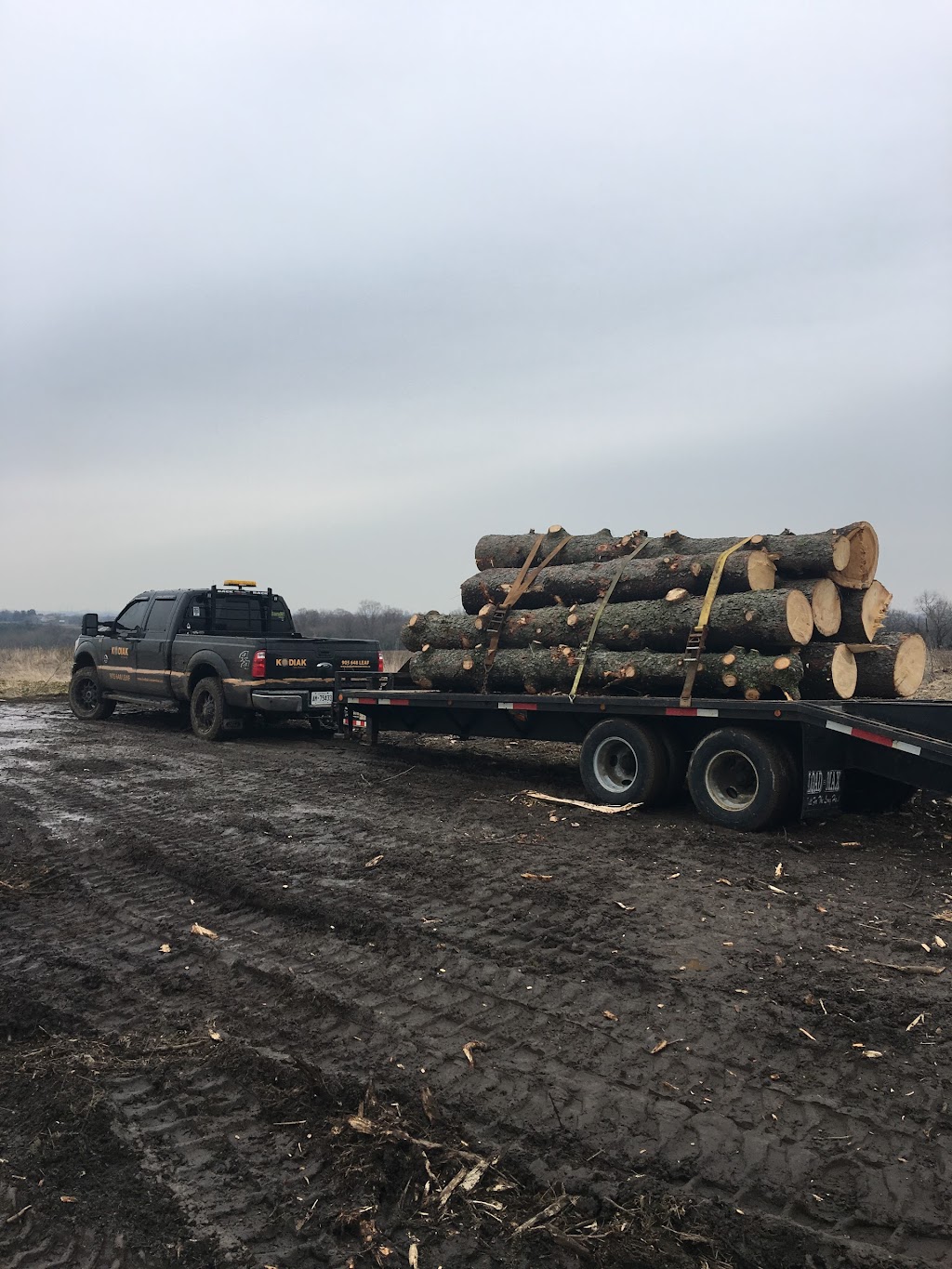 Kodiak Tree Services | 110 Sawmill Rd, Caledonia, ON N3W 2G9, Canada | Phone: (905) 648-5323