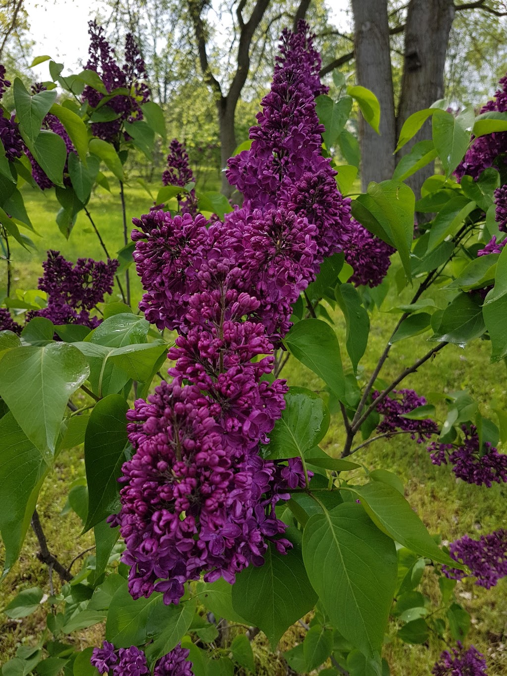 Lilac Gardens of Lindsay | 283-319 Logie St, Lindsay, ON K9V 4R5, Canada | Phone: (705) 878-1810