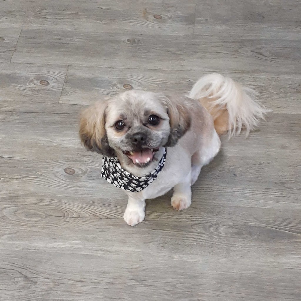 Pampered Paws | 244 Killaly St W, Port Colborne, ON L3K 6A6, Canada | Phone: (289) 690-5699