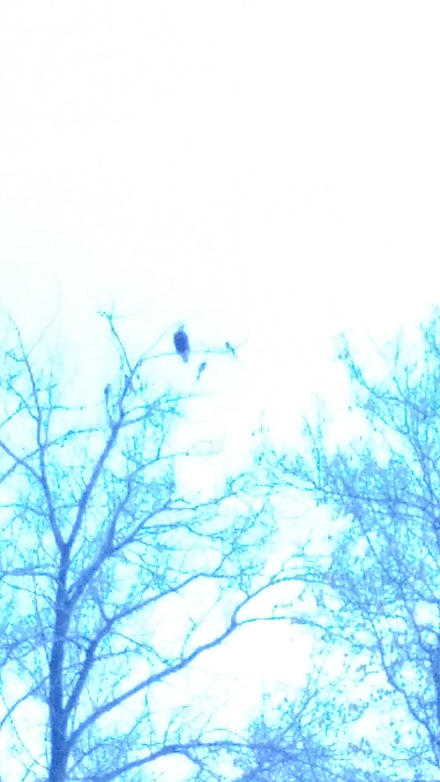 Spadina Bird Watch | 4E5, 1337-2119 Spadina Crescent W, Saskatoon, SK S7M 1P5, Canada