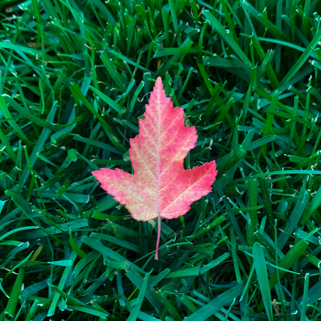 Live Fast Lawn Care | 4003 166th Ave NW, Edmonton, AB T5Y 0N9, Canada | Phone: (780) 233-2989