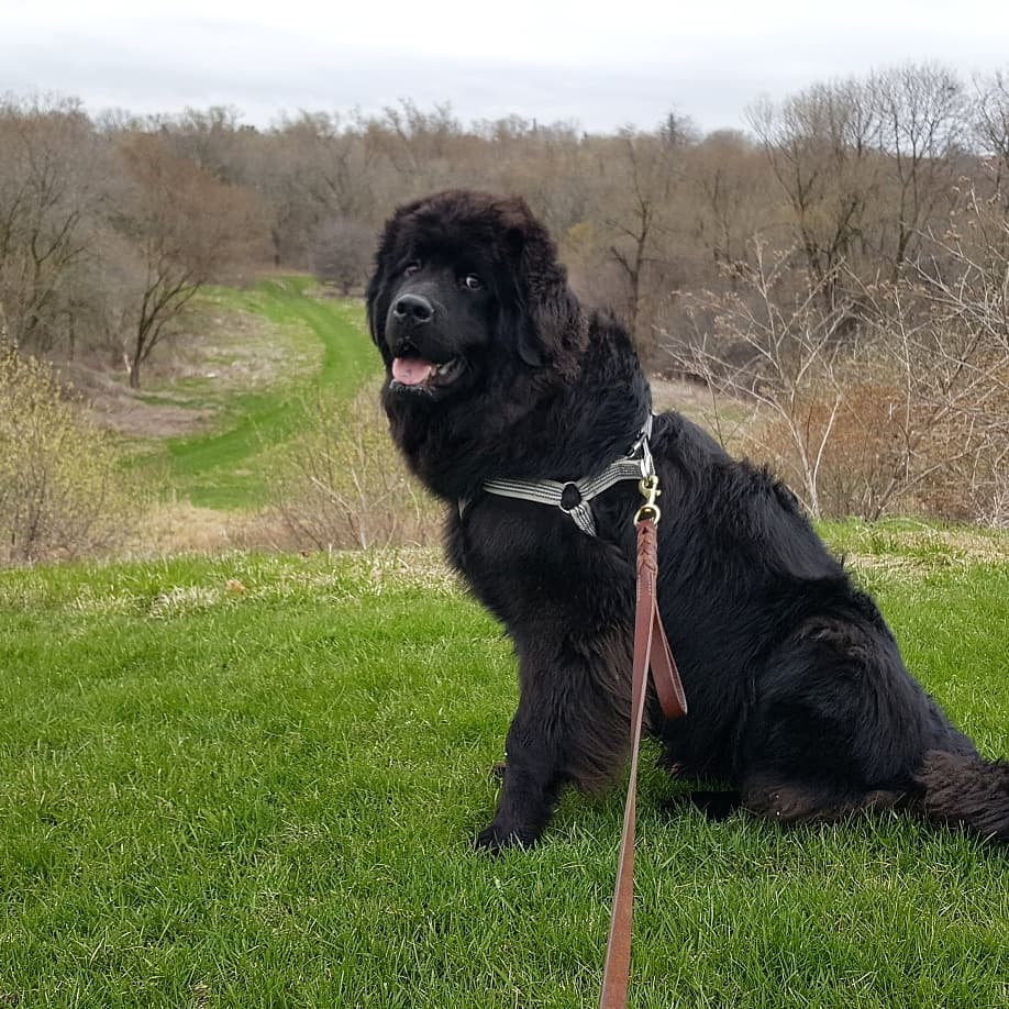 Durham Dog Club | 888 Glen St apartment 420, Oshawa, ON L1J 5Z4, Canada | Phone: (647) 780-1791