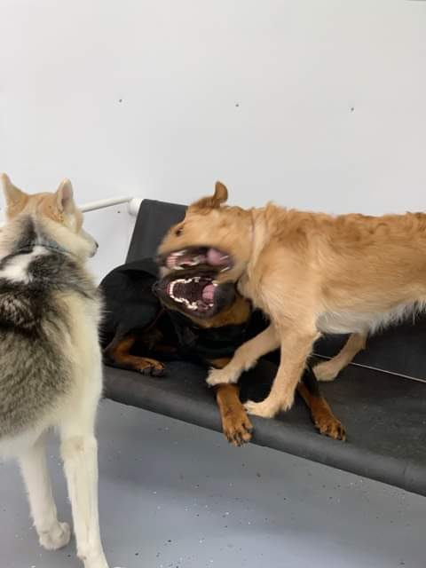 Paw-some Adventures Inc | 36 Venture Crescent, Elmsdale, NS B2S 0B2, Canada | Phone: (902) 259-2990