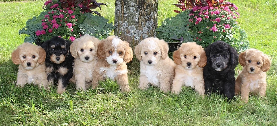 HUB PUPPY | 16356 Hwy 17, Cobden, ON K0J 1K0, Canada | Phone: (581) 681-5858