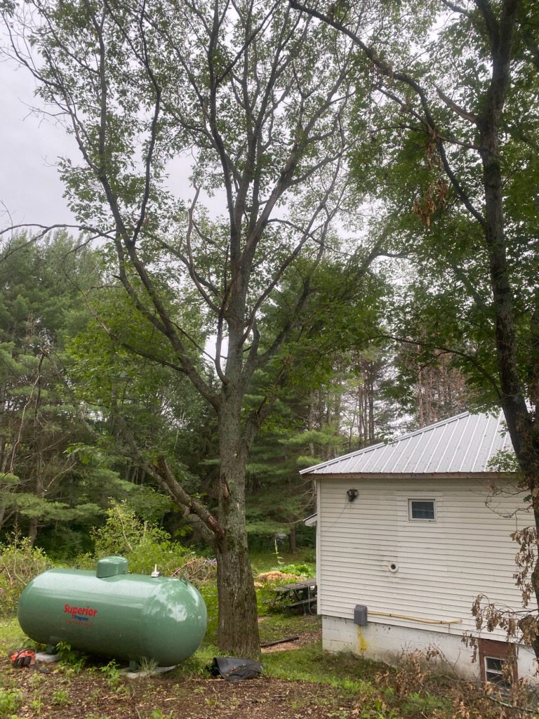 Plunketts Tree Removal Bancroft | 212 McDonald Mine Rd, Bancroft, ON K0L 1C0, Canada | Phone: (613) 334-9383