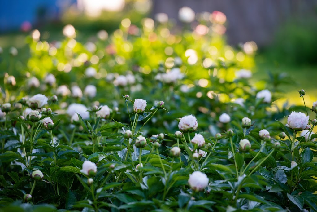Perennial Petals Flower Farm | 3332 Stouffville Rd, Whitchurch-Stouffville, ON L4A 7X5, Canada | Phone: (905) 506-0371
