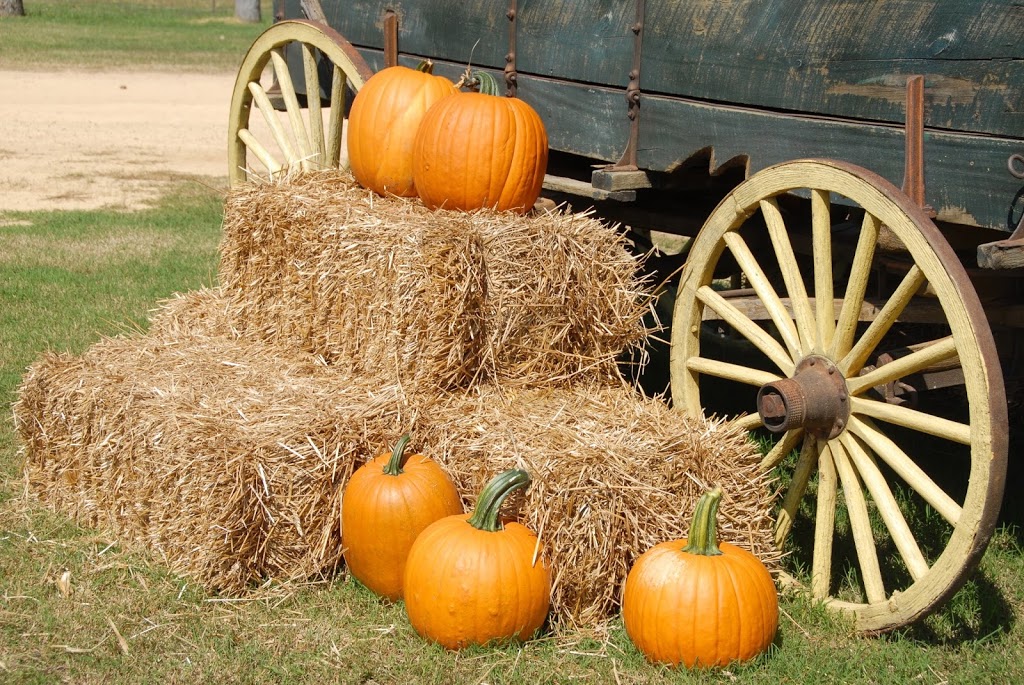 Harpur Family Farm Pumpkin Patch | 6491 Okanagan Ave E, Salmon Arm, BC V1E 1Y2, Canada | Phone: (778) 839-7644