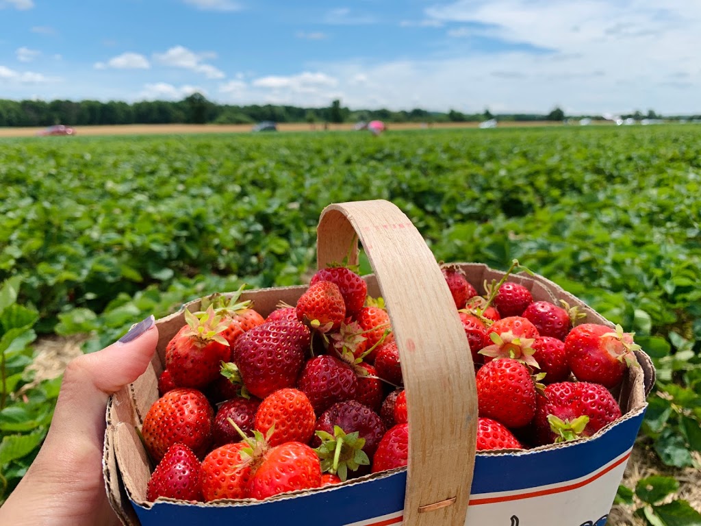 Uncle Scotts Farm | 6583 Walkers Line, Burlington, ON L7M 0R2, Canada | Phone: (905) 319-3298