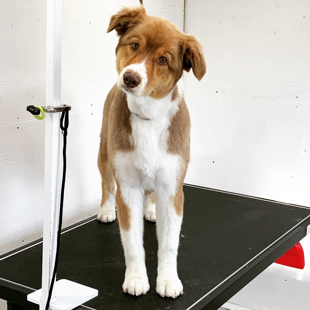 Country Fields Grooming Studio | 1733 Simcoe County Rd 27, Schomberg, ON L0G 1T0, Canada | Phone: (289) 970-0770