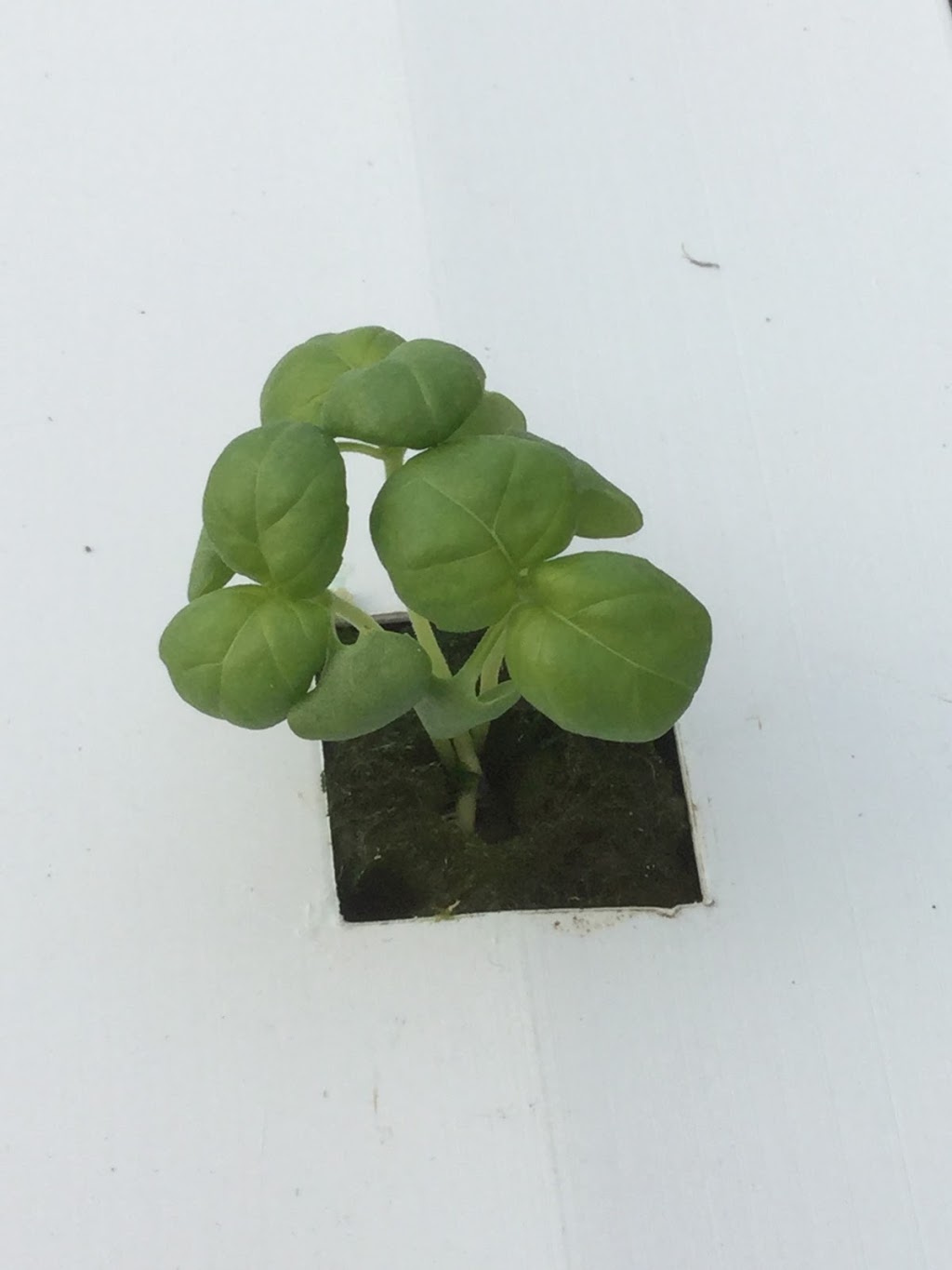 Grafton Greenhouse Greens | 2124 Black Rock Rd, Waterville, NS B0P 1V0, Canada | Phone: (902) 471-2828