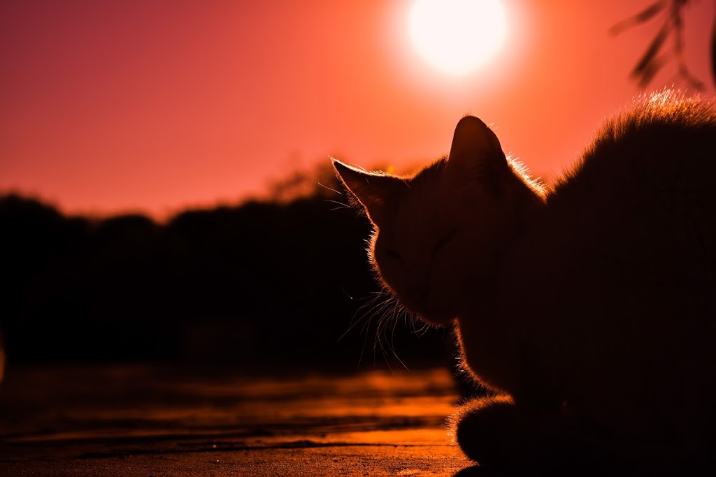 Precious Pet Cemetery | 142 Bouchard Rd, Antigonish, NS B2G 2K8, Canada | Phone: (902) 870-2544