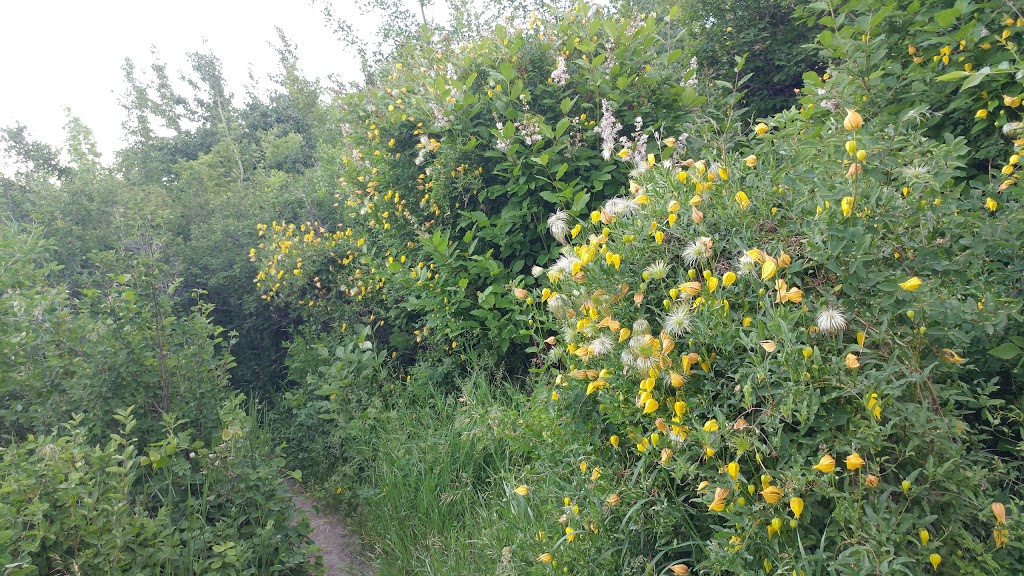 Elbow Park Off-leash Area | 3617 8 St SW, Calgary, AB T2T 3A8, Canada